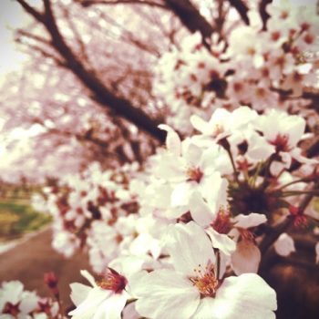 cherry blossom, japan, symbol